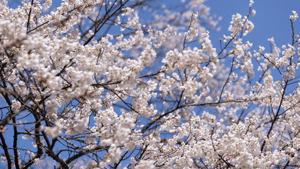 white sakura flower blossom in Hirosaki park in Aomori prefecture in Japan