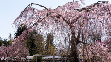 weeping cherry flower blossom in Hirosaki park in Aomori prefecture in Japan