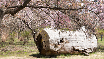 weeping cherry flower blossom in Hirosaki park in Aomori prefecture in Japan