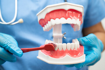 Doctor clean teeth denture with toothbrush for teach patient and dentist studying about dentistry.