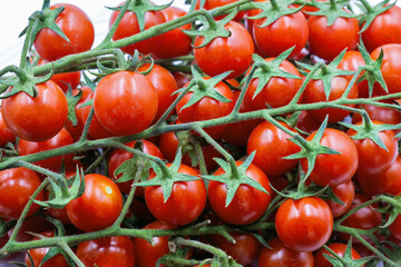 Fresh cherry tomatoes on the vine closeup