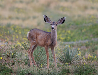 mule deer in flowers