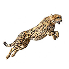 Fototapeta premium leopard jumping on white background