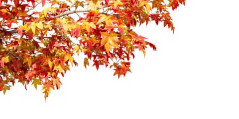 orange yellow autumn leaves isolated on white
