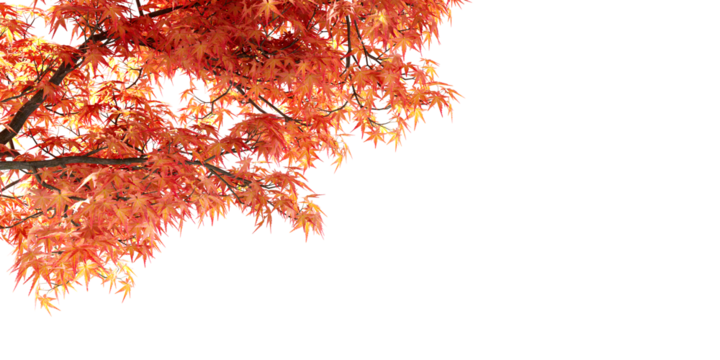 red autumn leaves isolated on white