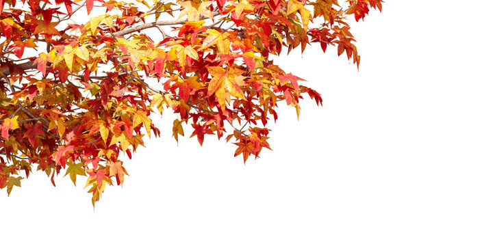 orange yellow autumn leaves isolated on white