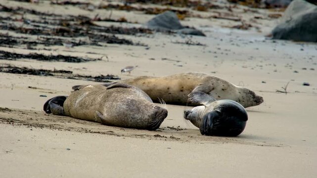 Family Harbor seal Phoca vitulina, resting on, Ytri Tunga Beach, Snaefellsnes Peninsula, West Iceland, Iceland