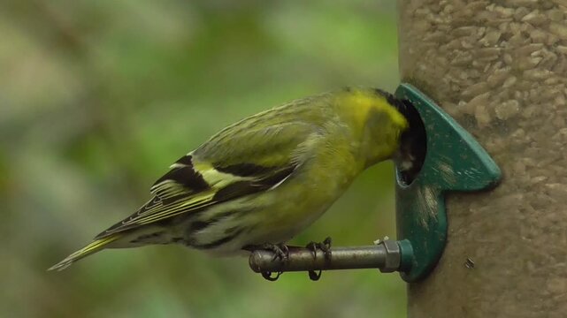 Male Eurasian Siskin (Spinus spinus) Feeding on a Sunflower Hearts Birdseed Feeder