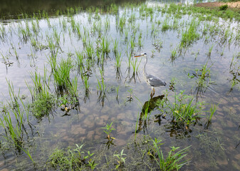 portrait of gray heron on green background,wildlife in natural habitat
