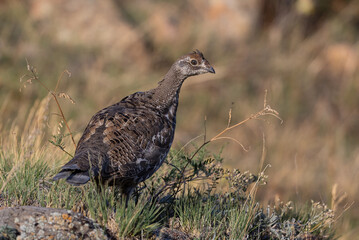 juvenile dusky grouse in fall grass