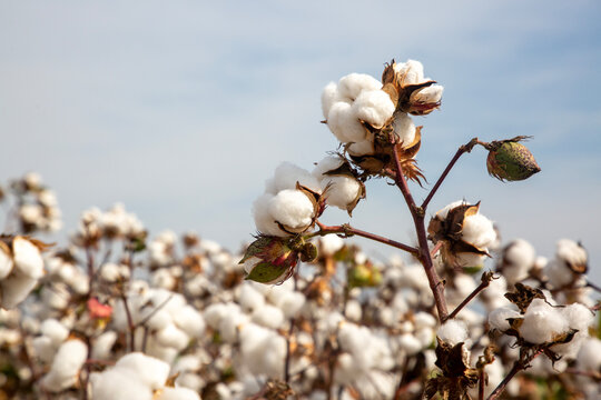 Cotton fields ready for harvesting, agriculture