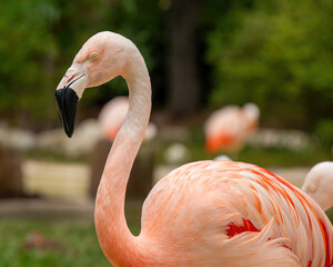 Greater Flamingo