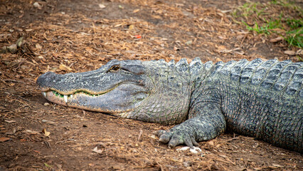 American Alligator