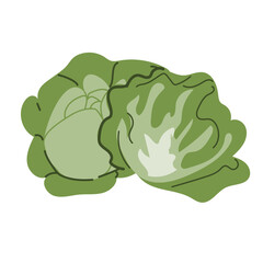 Fresh green cabbage illustration with subtle details and vibrant leaves.