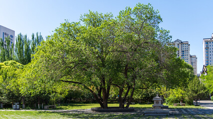 Obraz premium city park with trees