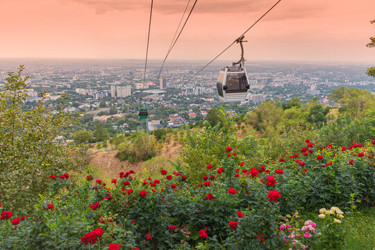 Cable car transporting tourists over the city of Almaty in Kazakhstan, with red roses blooming in the foreground during a summer sunset