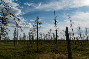 A vast and open marshland filled with sparse young trees under a bright blue sky with scattered...
