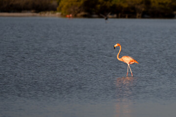 American flamingo walking in shallow water with mangrove forest in the background, reflecting in the calm water