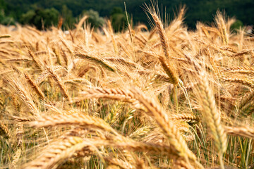 Golden wheat ears in the sunlight. Agricultural background for the food industry.