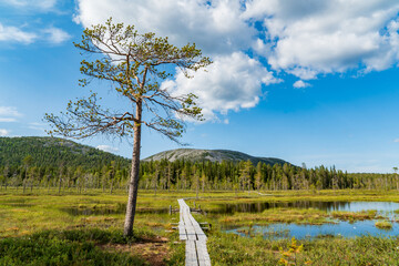 A lone pine tree stands on a wooden boardwalk leading through a boggy landscape with hills and trees under a blue sky with clouds