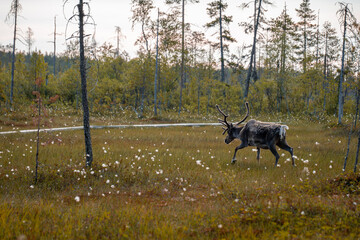 A Solitary Reindeer Roams Through a Swedish Wetland Meadow on a Sunny Day