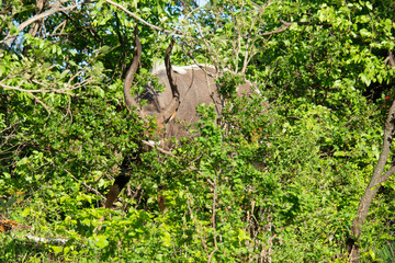 Nyala, male, Tragelaphus angasii, Parc national Kruger, Afrique du Sud