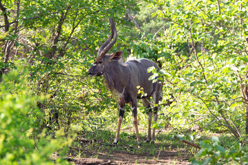 Nyala, male, Tragelaphus angasii, Parc national Kruger, Afrique du Sud
