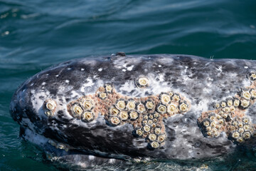 Gray whale surfacing in the ocean, showing details of its skin, including barnacles and whale lice