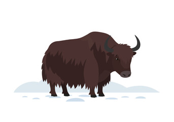 Dark Brown Yak with Long Shaggy Fur Standing on Snowy Ground.