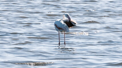 Great white flamingo flying over blue water
