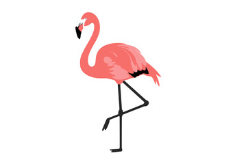 Elegant Pink Flamingo Standing on One Leg Detailed Feathers Black Legs and Beak.
