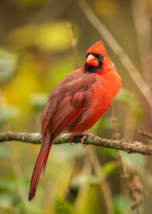 Northern Cardinal on a branch