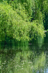 Obraz premium A weeping willow above a lake or pond with a duck, reflections and mirroring