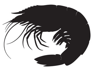 SHRIMP SILHOUETTE