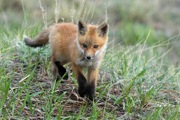 The cutest young red fox kit