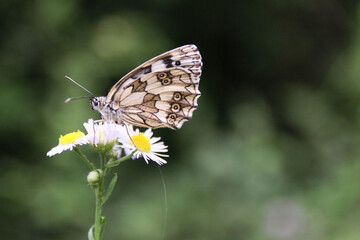 butterfly on a flower