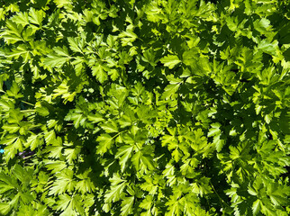 Lush green parsley leaves create a vibrant natural background, showcasing the intricate textures...