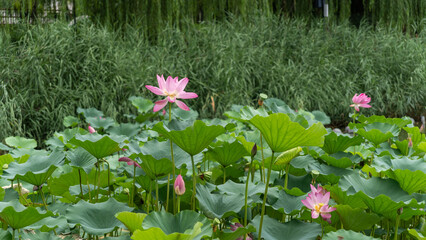lotus 