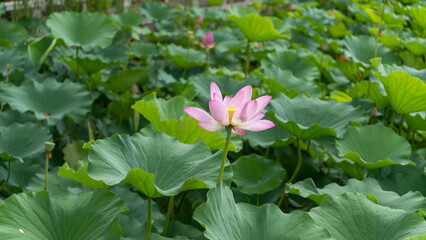 pink lotus flower