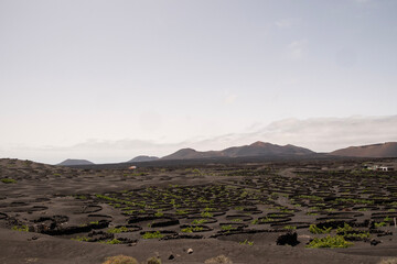 Viñedos tradicionales en La Geria, Lanzarote