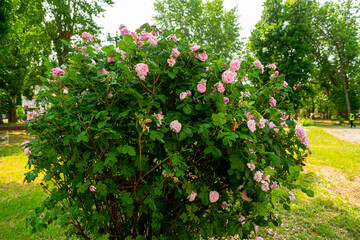 Pink roses on a bush in the park bloomed in the sun