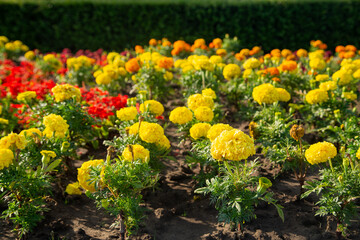 Yellow marigolds and red small flowers on a flowerbed under bright sun