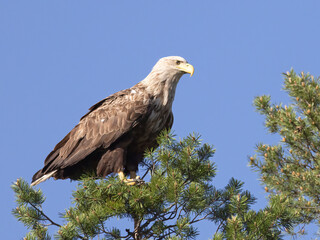 white-tailed eagle