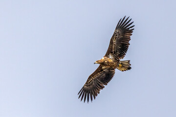 white-tailed eagle