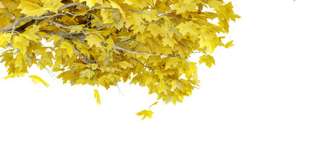 Close up green autumn leaves on white background