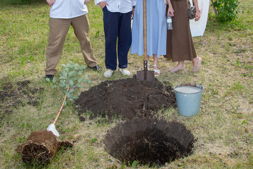 A group of people volunteers work planting young trees in the park