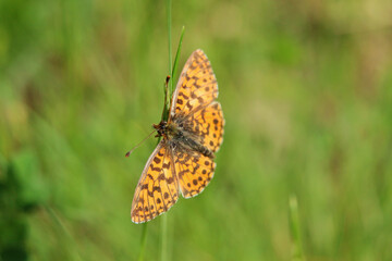 butterfly on a flower