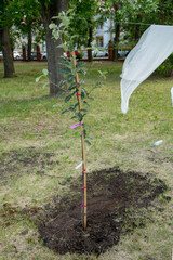 A young tree planted in a dug hole in a park