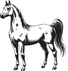 Elegant Arabian Stallion Vector Illustration Standing Proudly in Profile with Detailed Shading
