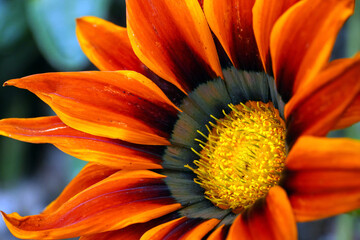 Osteospermum or African Daisy